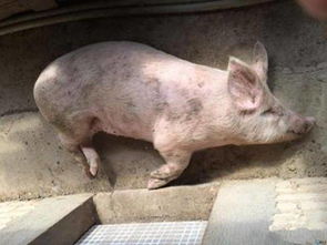 猪脑炎会传染吗？急慢型如何区分，用药不对会全白费吗？