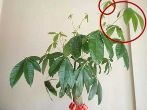 修剪后的急救指南