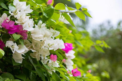 夏天什么花最香？请盘点一下代表夏天的10种香花