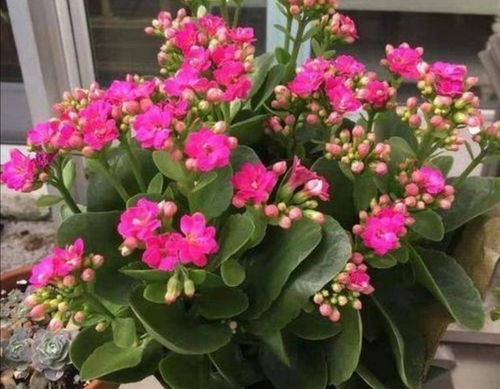 长寿花、 欧石竹、梅花