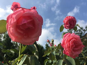 月季花开， 美不胜收