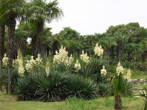 绿叶开白花植物大揭秘