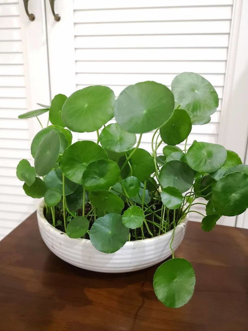 养护心得：铜钱草就像经营感情， 要掌握好平衡