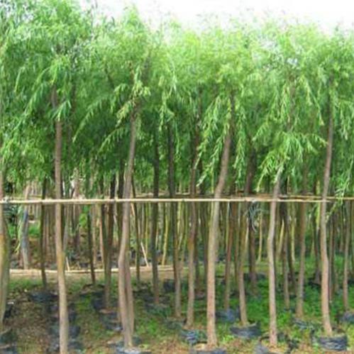 秋季， 树木的休整期