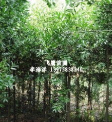 竹柏树的养殖方法， 也得掌握