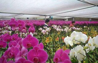 如何种植观赏花卉？