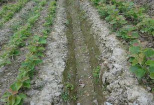 一亩地种多少棵苗木蕞赚钱？哪种苗木种植收入蕞高？