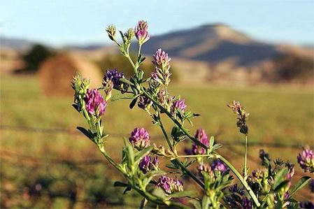 中华苜蓿：耐寒好手