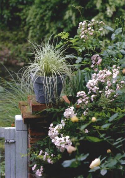 月季花的品种与特点