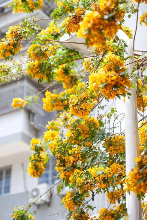 黄槐决明：爆款花卉，黄槐变种，区别详述！