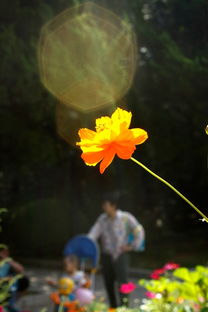 耐寒之花， 秋日绽放