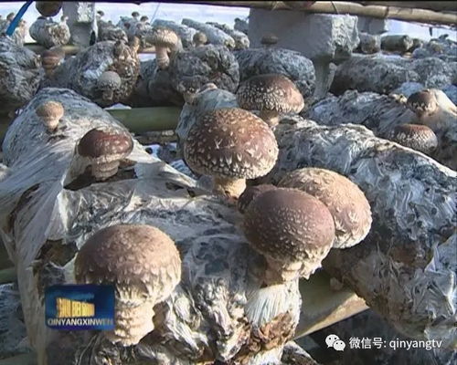 “花菇种植，首选产地揭秘！”