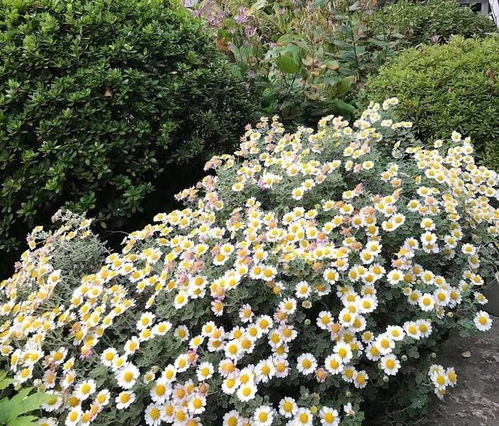 北方耐寒宿根花卉品种的特点