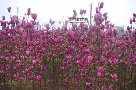 基地直销， 新鲜起苗