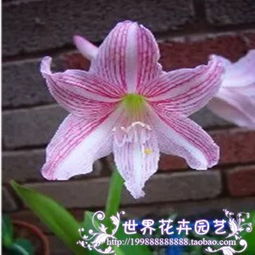 市场上蕞贵的朱顶红品种：揭秘背后的秘密