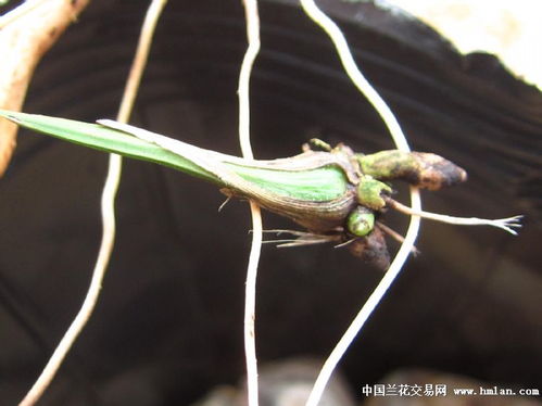 毛竹的用途：不止是建筑，还有梗多