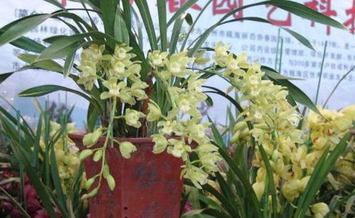 兰花怎么栽培？用什么土