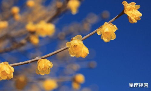 腊梅移盆技巧：高效移植方法，提升畜牧效率！