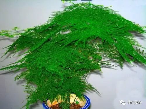 文竹缺水了吗？为什么叶子不油绿