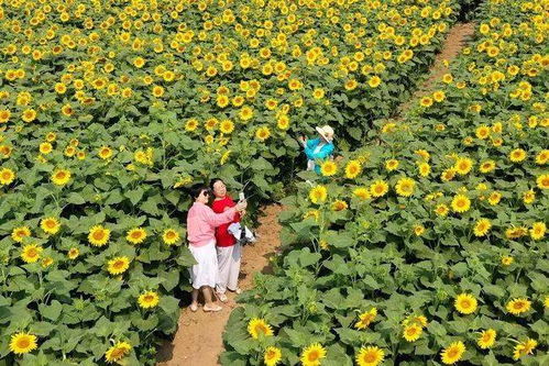 张大姐的经验分享
