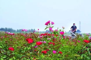 凉山月季：大自然的馈赠， 景观设计的瑰宝