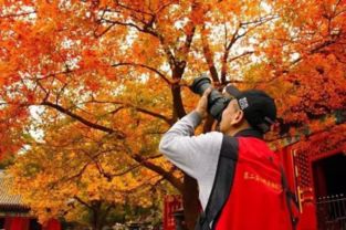 火炬树和乌桕：树形独特，叶形各异