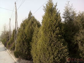 树木成活率低，怎么办？