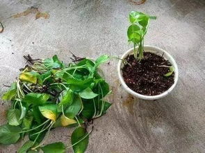 浇水与施肥的艺术