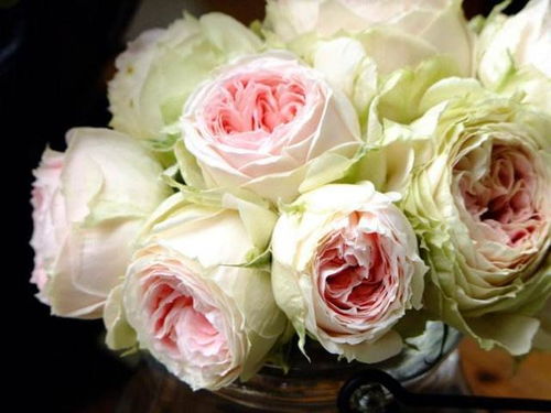 绒球门廊月季：花朵中的小精灵