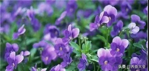 2、紫罗兰