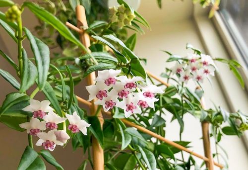 花开之美：自然界的绚烂色彩