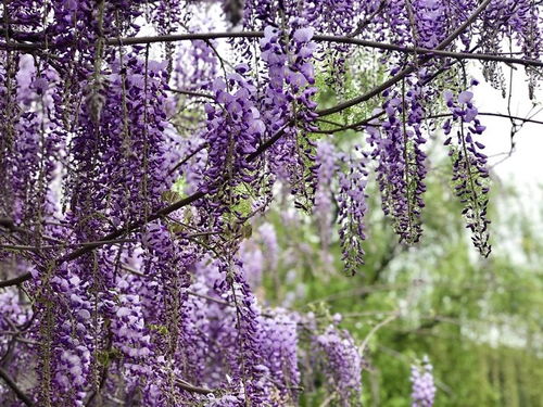 夏天的盛开：紫藤花的季节选择