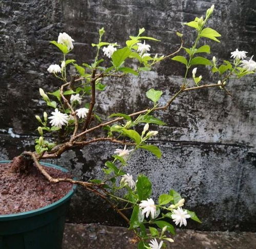 茉莉核心问题：为何不开花
