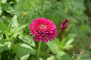 夏日之花：百日草