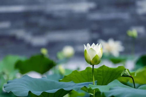 那片神秘的蓝花楹