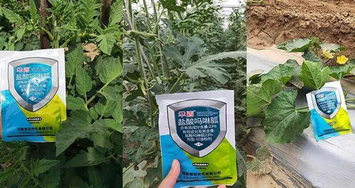 槟榔树除草剂使用时机揭秘