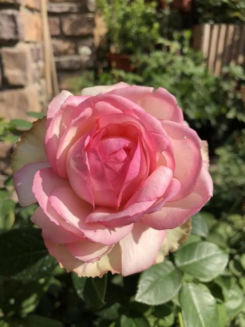 乐天派月季的优缺点介绍