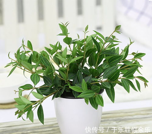 “哪些盆栽既漂亮又吸甲醛？”