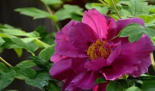 瓦盆陶盆， 实用美观