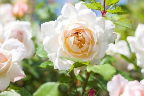 玛格丽特的生长周期