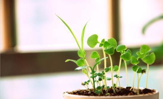 种子为何不活跃？