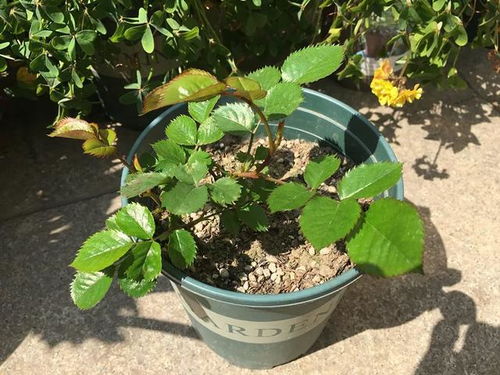 月季花苞为何总是打不开？探析影响因素及解决办法