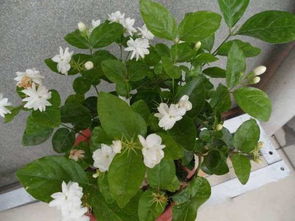双花堇菜：喜光耐寒