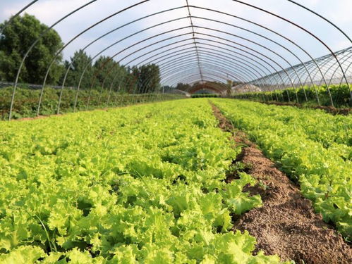 生菜：耐低温，生长周期短