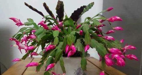 蝴蝶兰的种植， 揭开传奇之美