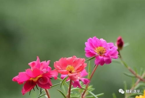 死不了花，你知道有哪些吗