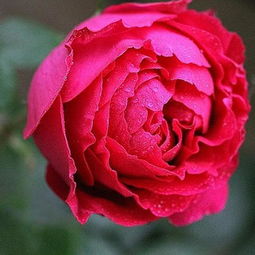 月季花瓣：美丽背后的疑问