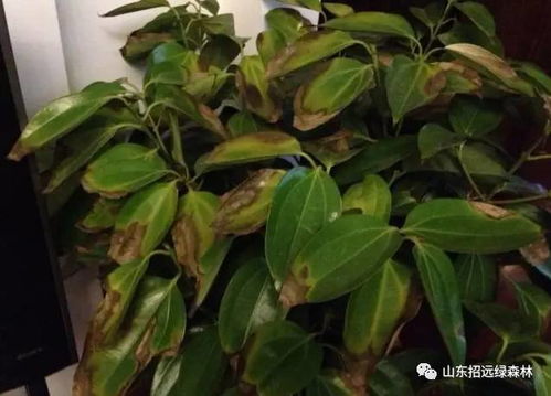 桔子树根系腐烂，为何枝叶逐渐枯萎