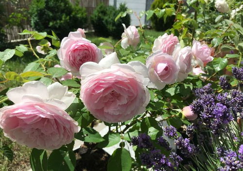 减少浇水， 让奥利维亚在冬天不闹腾