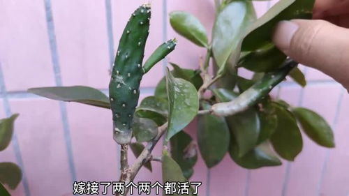 佛手花长什么样？快来看佛手花图片大全认识它